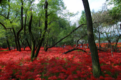 巾着田の彼岸花
