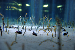 魚の街