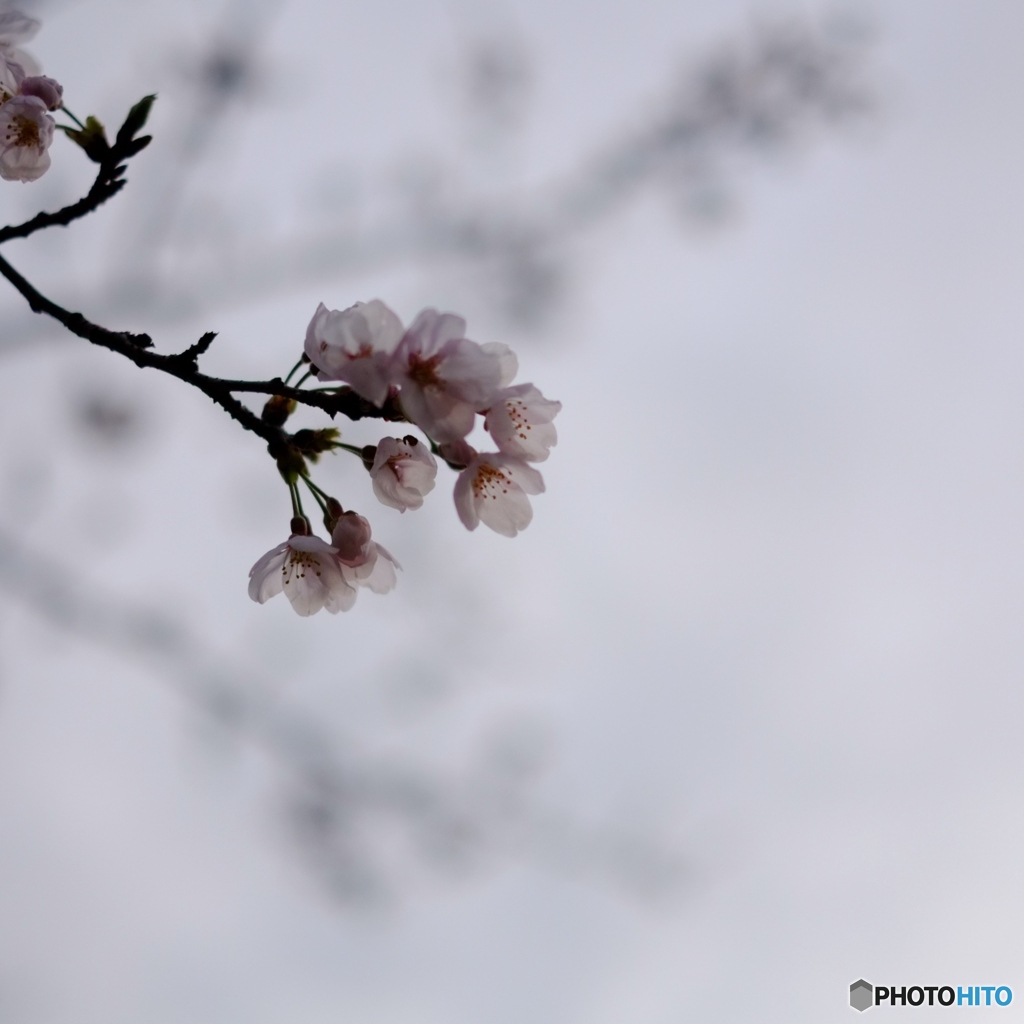 桜（小）