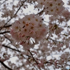 花（中）