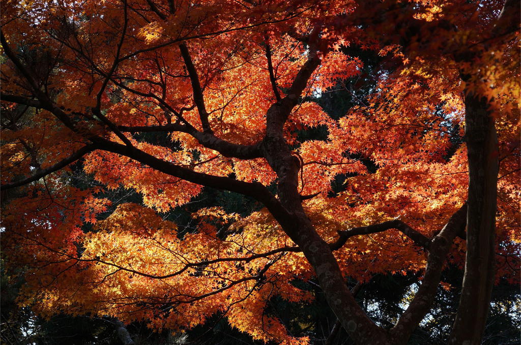 光と紅葉③