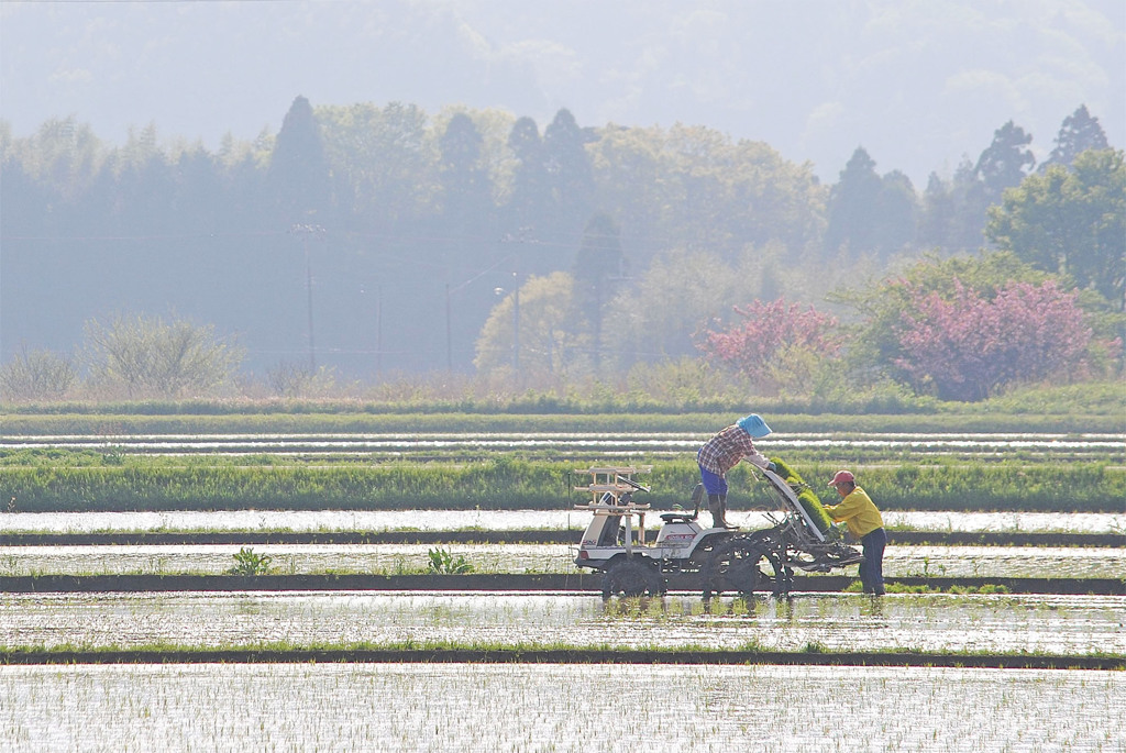 田植えの風景