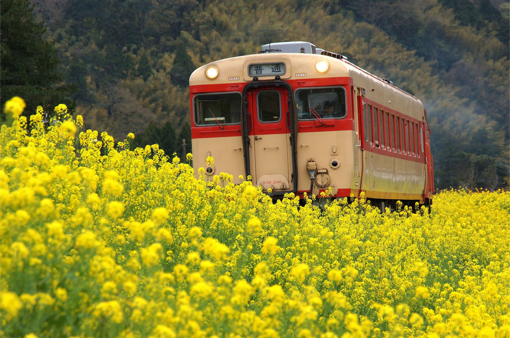 花咲く沿線