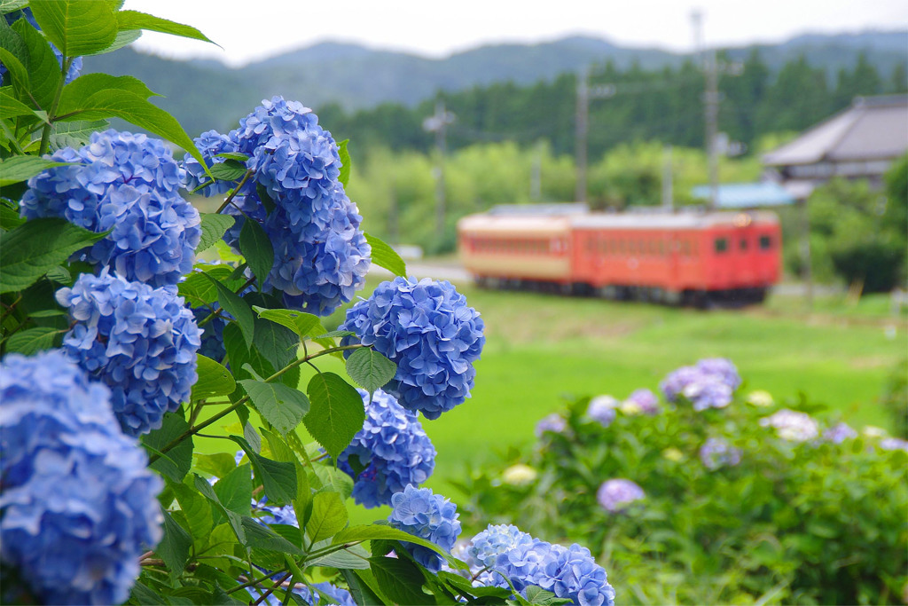 花咲く沿線 ～ 梅雨