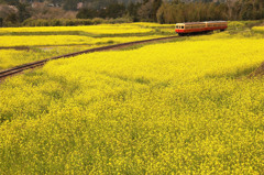 菜の花列車