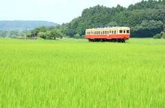 緑そよぐ夏