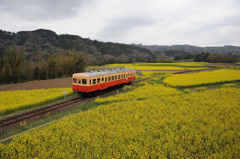 菜の花列車