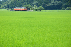 緑の中の駅