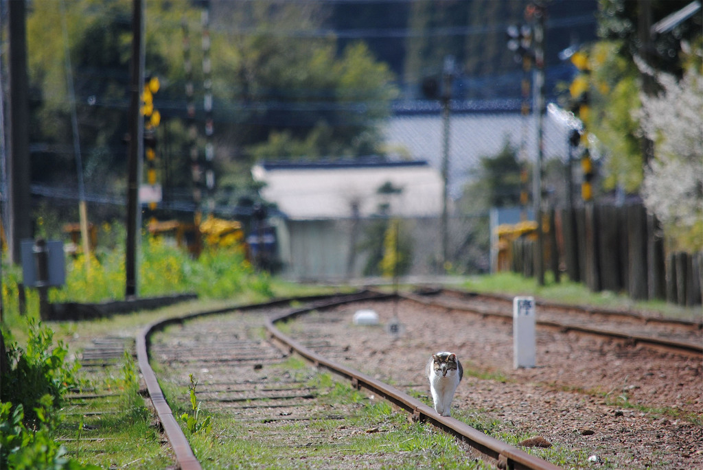 さすらいの鉄路
