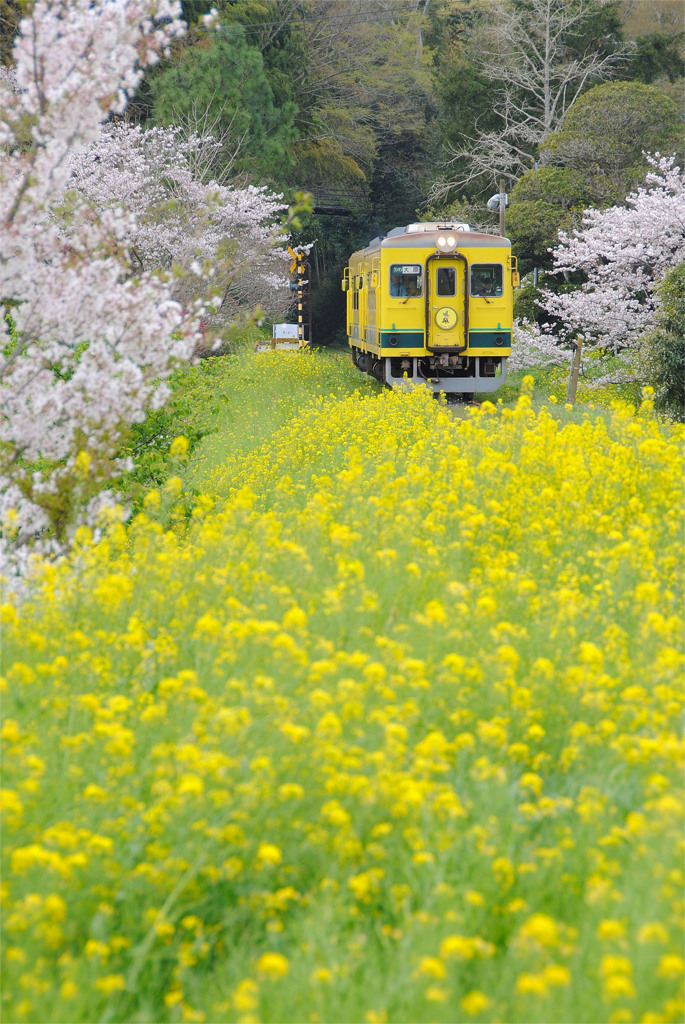 花咲く沿線③