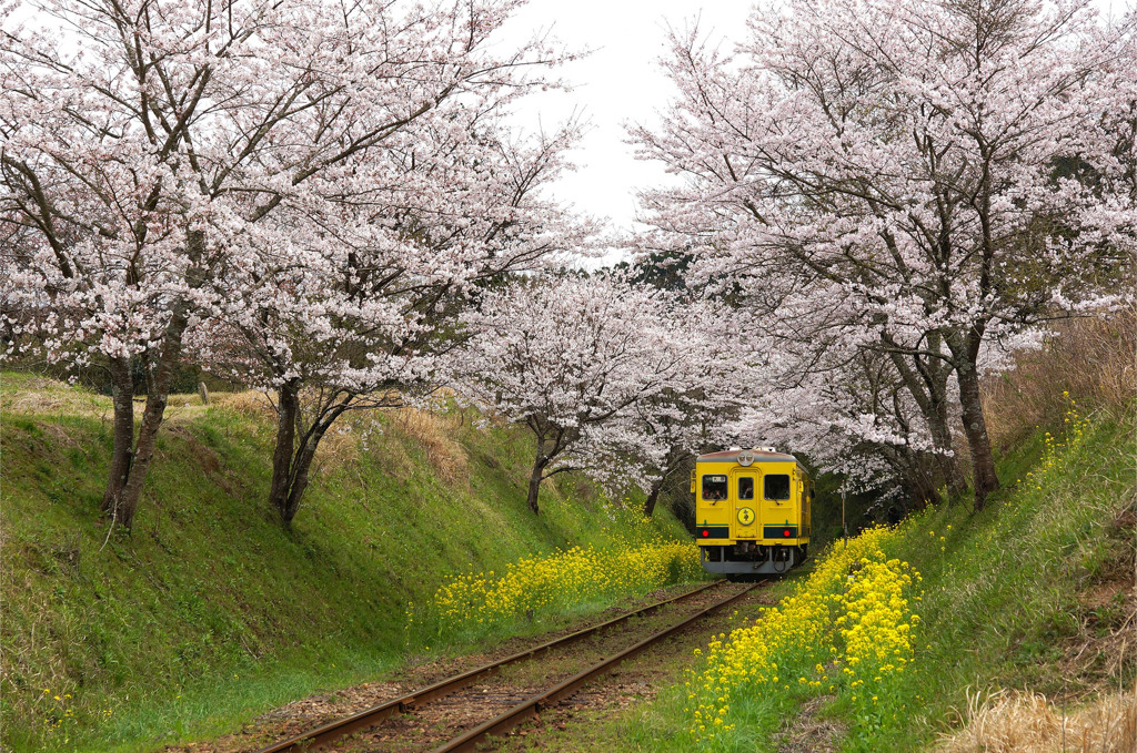 桜の通り抜け