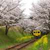桜の通り抜け