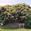 鎮守の森