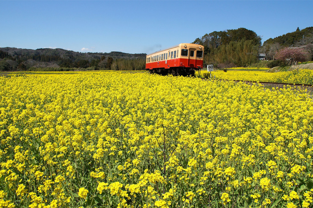 春色列車