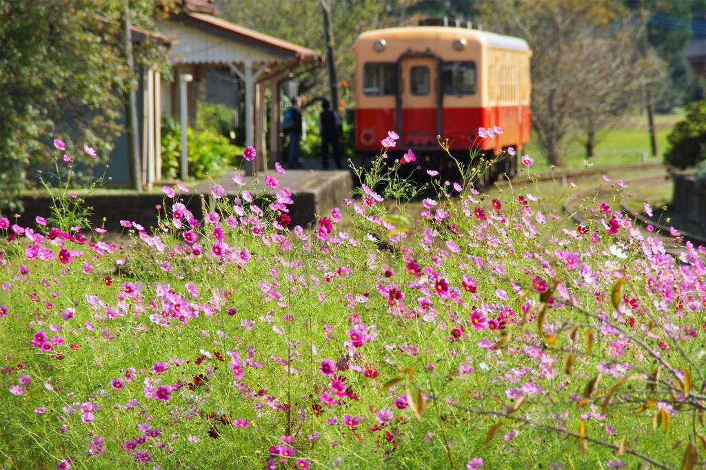 秋桜の咲く駅