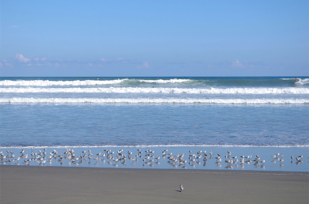 海鳥たちの夏