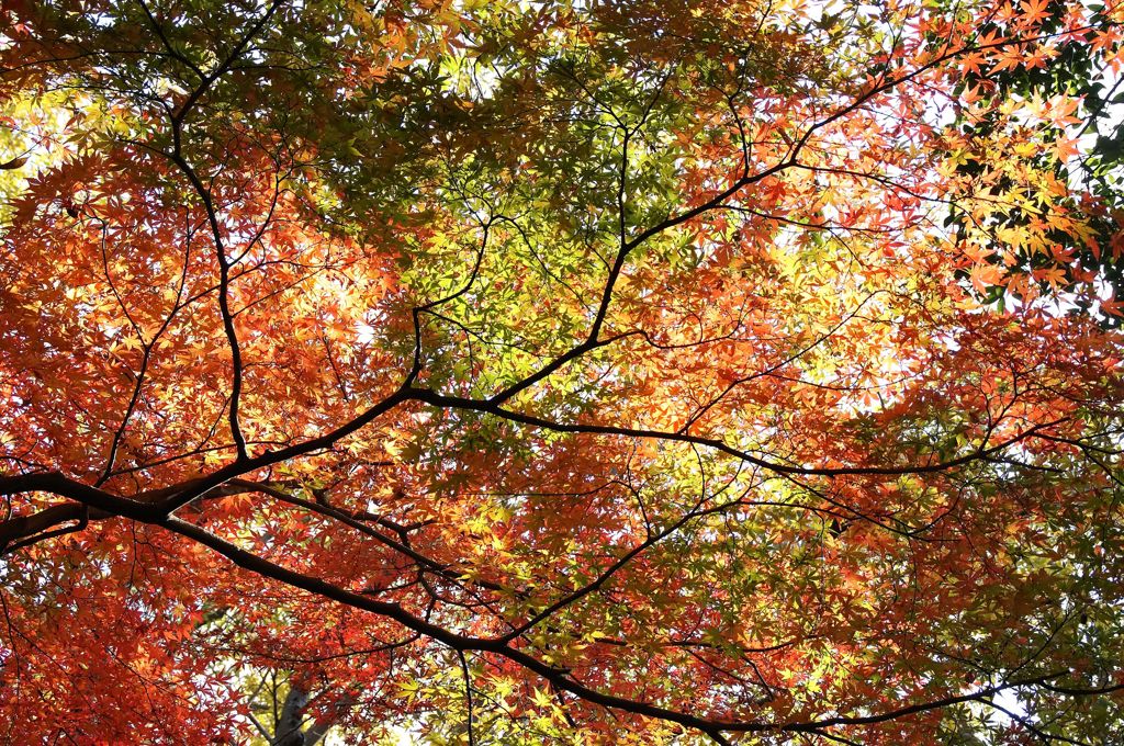 紅葉