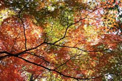 紅葉