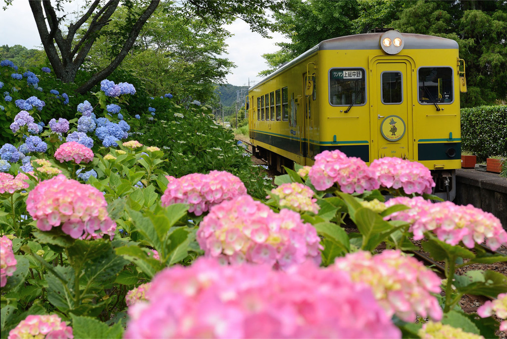 紫陽花の駅②