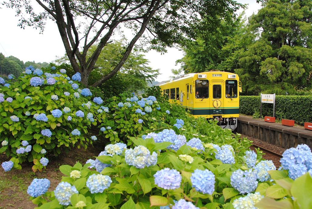 紫陽花の駅