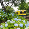 紫陽花の駅