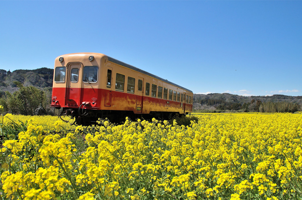 春色列車②