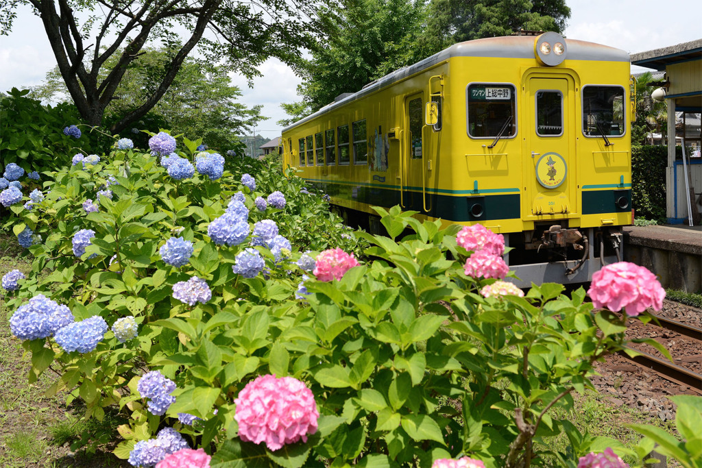 紫陽花の駅