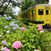 紫陽花の駅