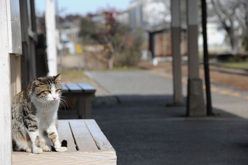 駅ネコ