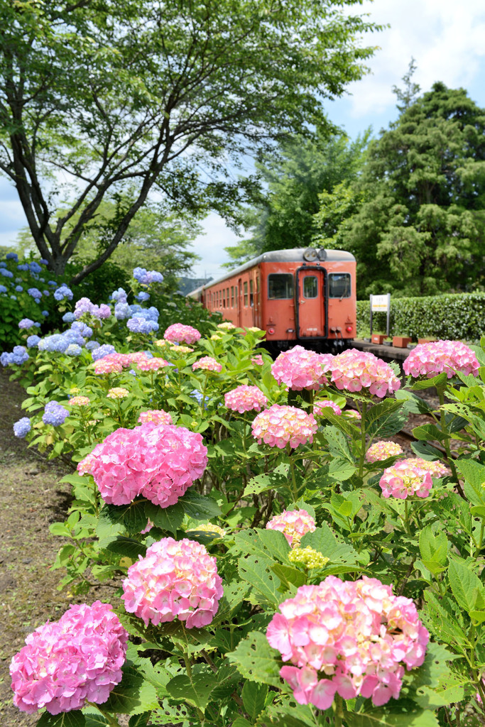 紫陽花の駅