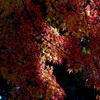 光と紅葉