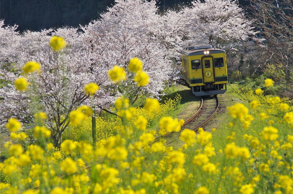 花咲く沿線②