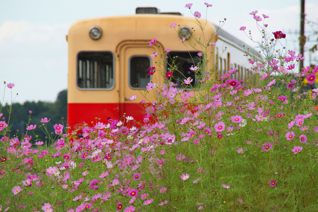 秋桜の咲く沿線