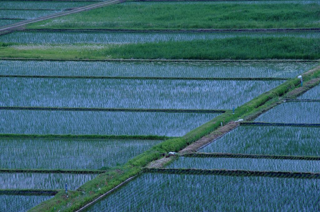 田植えの頃