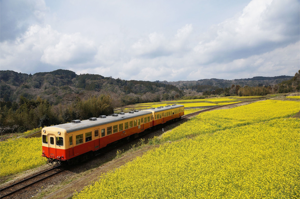 菜の花列車