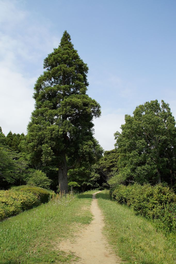 森への小路