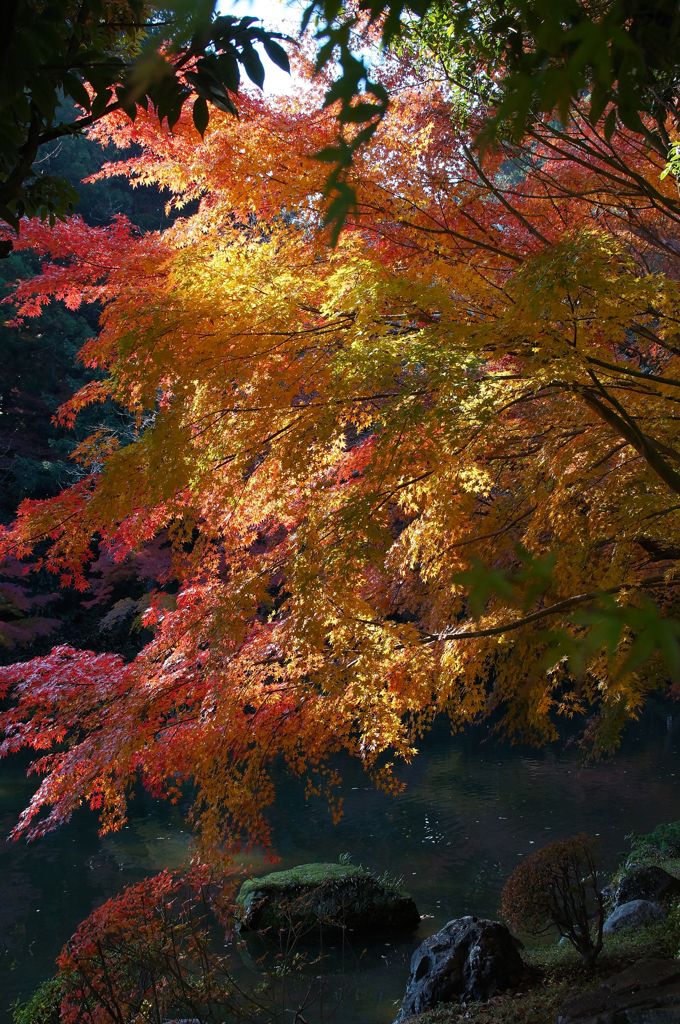 紅葉②