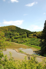 田植えの頃②