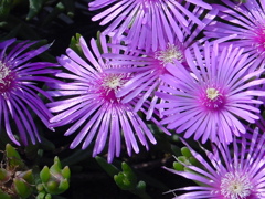 河口湖－大石公園ラベンダー畑２