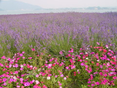 河口湖－大石公園ラベンダー畑１１