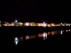 東伊豆－河津桜１５