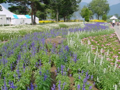 河口湖－大石公園ラベンダー畑４