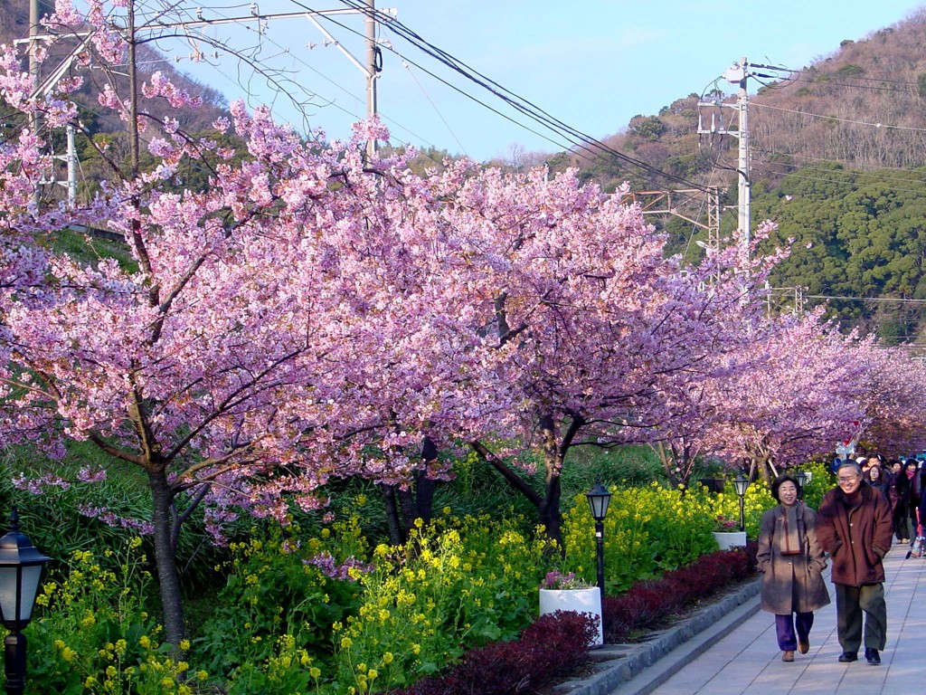 東伊豆－河津桜７