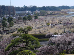 水戸－偕楽園７