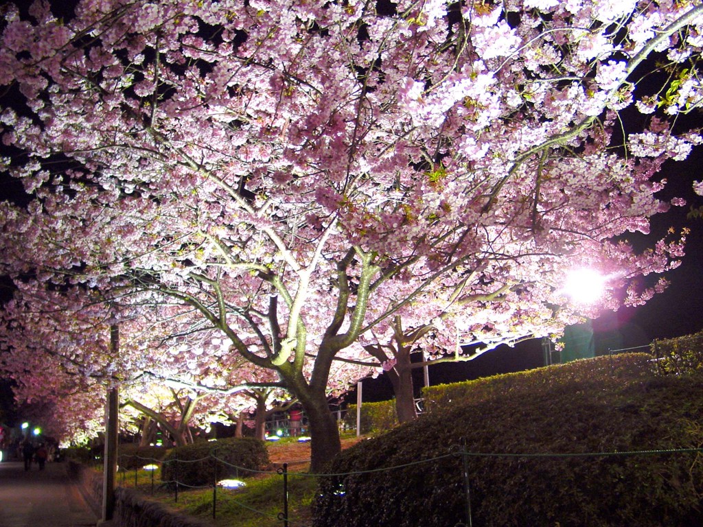東伊豆－河津桜１２