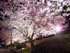 東伊豆－河津桜１２