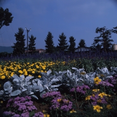 河口湖－大石公園０６_50mm