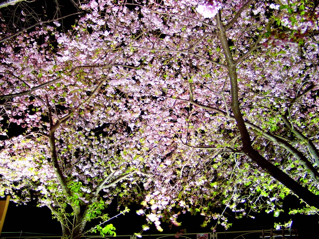 東伊豆－河津桜１１