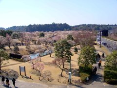 水戸－偕楽園２