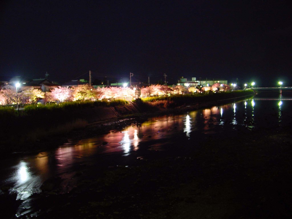 東伊豆－河津桜１０